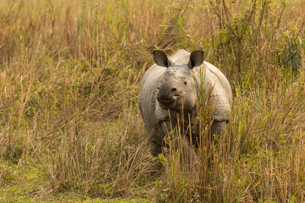 Macho de rinoceronte indio realmente grande en peligro de extinción en el hábitat natural del parque nacional de Kaziranga en la India