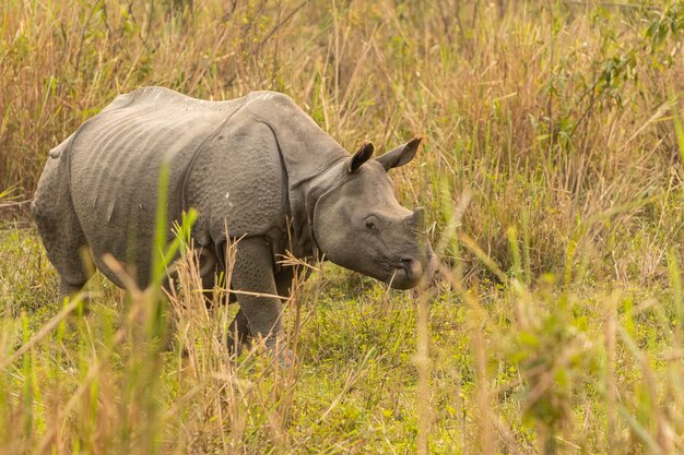 Macho de rinoceronte indio realmente grande en peligro de extinción en el hábitat natural del parque nacional de Kaziranga en la India