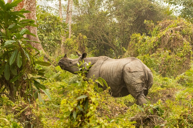 Macho de rinoceronte indio realmente grande en peligro de extinción en el hábitat natural del parque nacional de Kaziranga en la India