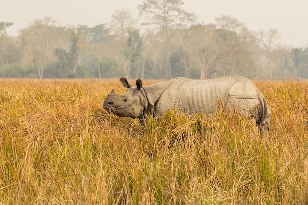 Foto gratuita macho de rinoceronte indio realmente grande en peligro de extinción en el hábitat natural del parque nacional de kaziranga en la india