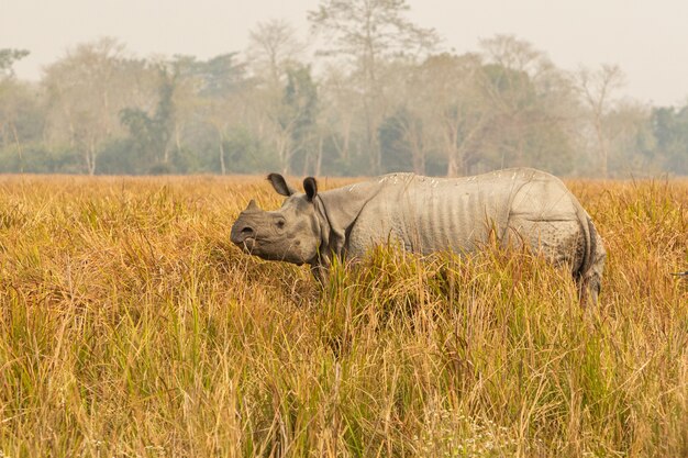 Macho de rinoceronte indio realmente grande en peligro de extinción en el hábitat natural del parque nacional de Kaziranga en la India