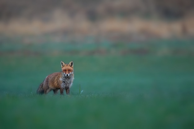 Macho de zorro rojo en la pradera verde