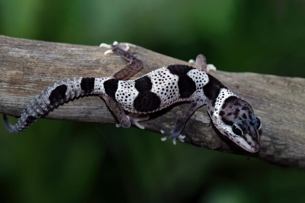 Mack snow gecko closeup en hojas mack snow gecko escalando en tallo