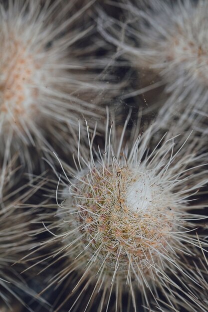 Macro de flor blanca