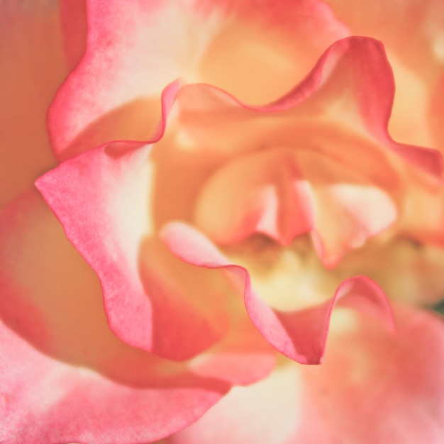 Macro de flor rosa y beige