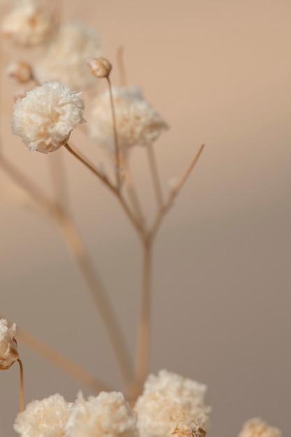 Macro de flores secas de gypsophila