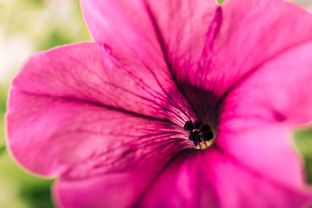 Macro foto de flor morada