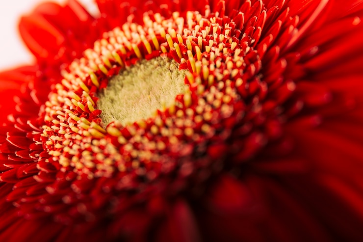 Foto gratuito macro foto de una gerbera roja