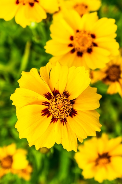 Macro foto de las hermosas flores de coreopsis de hojas de lanza amarillas florecidas