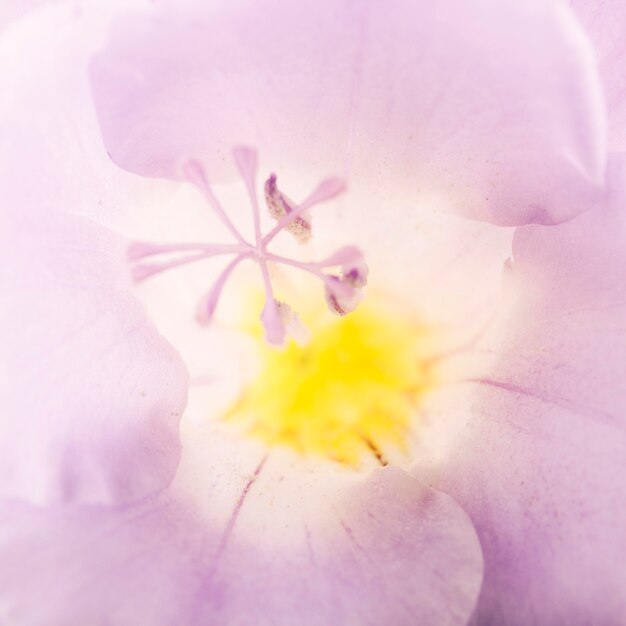 Macro foto de polen de flores