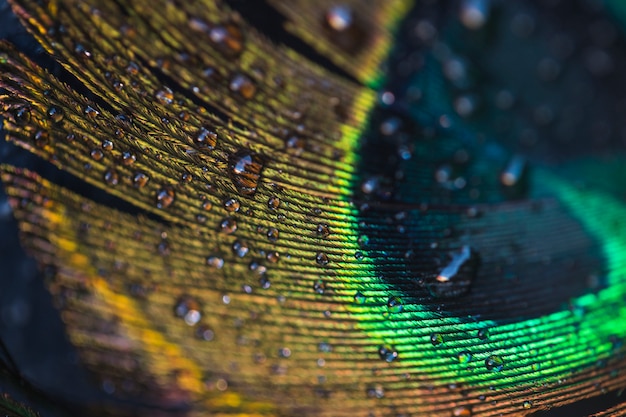 Macro de gotas de agua en la hermosa pluma de pavo real exótico