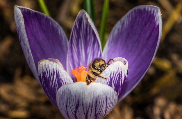 Macro de una hermosa flor púrpura Crocus Vernus con una abeja