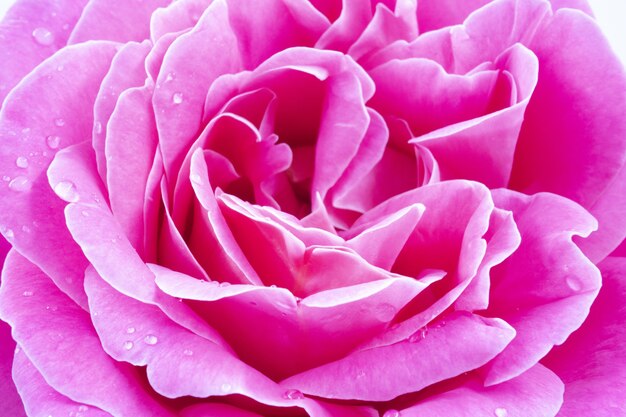 Macro de una hermosa rosa rosa con gotas de agua