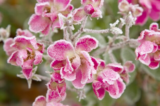 Macro de hermosas rosas silvestres congeladas