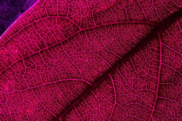 Macro de una hoja roja