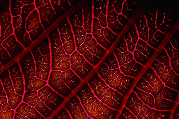 Macro de una hoja roja