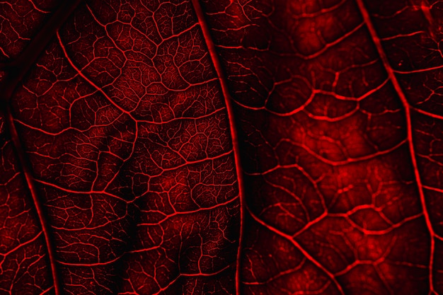 Macro de una hoja roja