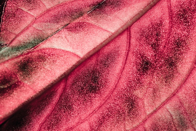 Macro de una hoja roja