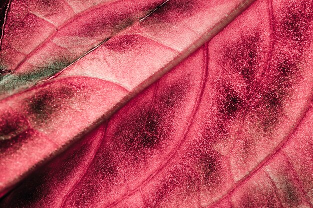 Macro de una hoja roja