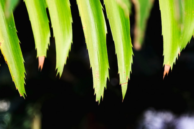 Macro de una hoja verde tropical