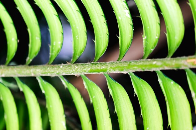 Macro de una hoja verde tropical