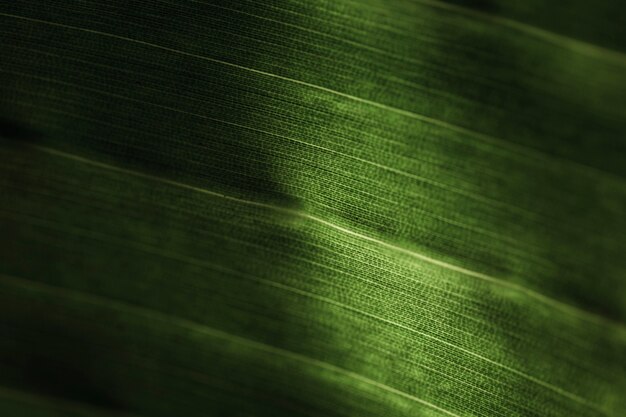 Macro de una hoja verde tropical