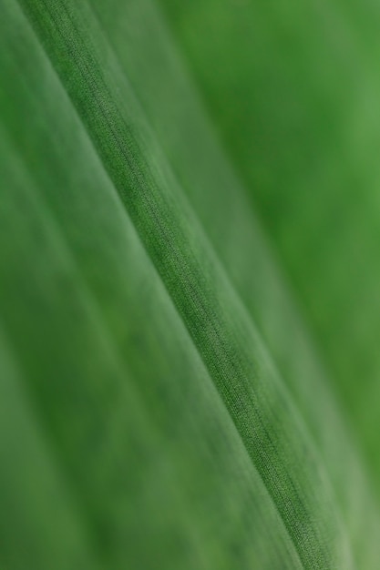Macro de una hoja verde tropical