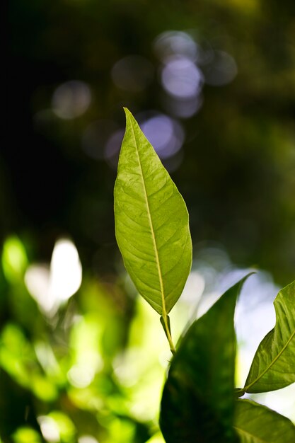 Macro de una hoja verde tropical