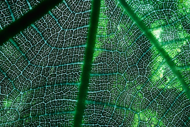 Macro de una hoja verde