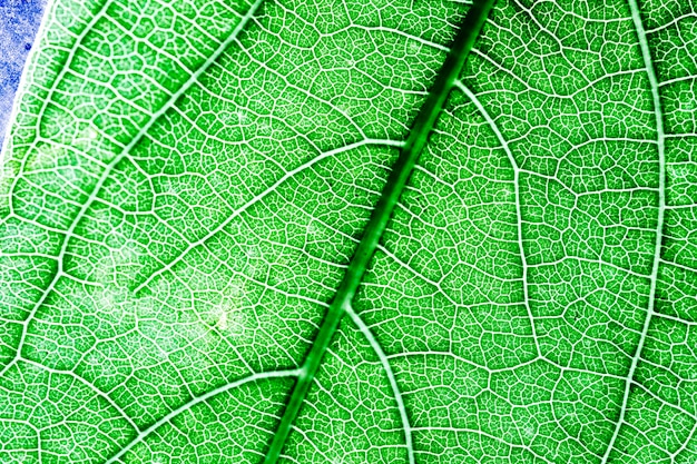 Macro de una hoja verde