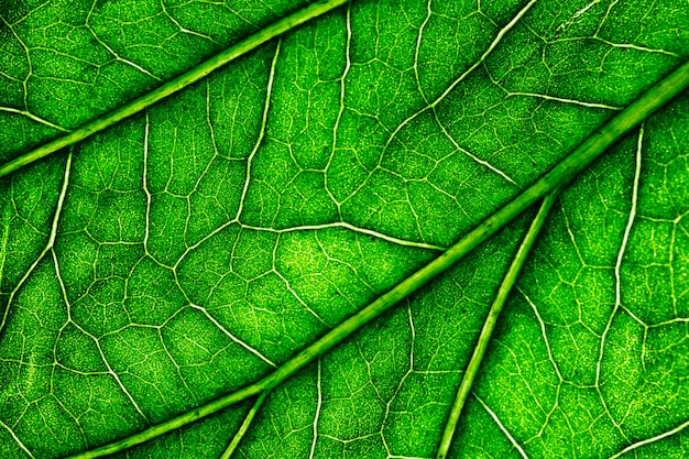 Macro de una hoja verde