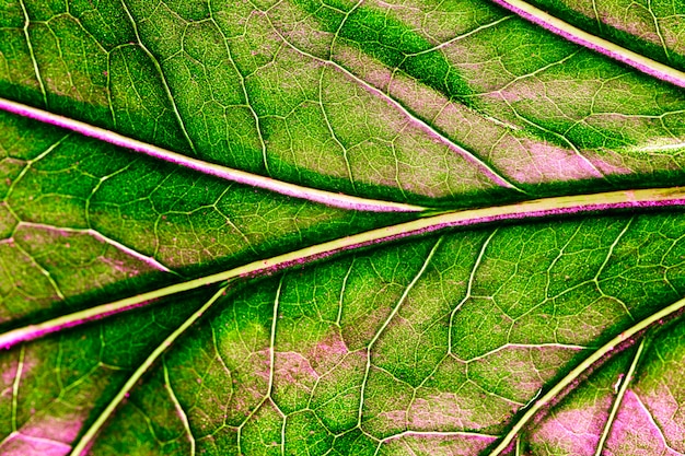 Macro de una hoja verde