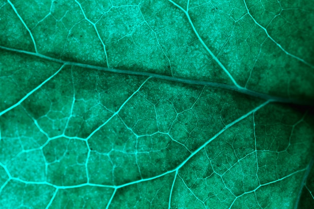 Macro de una hoja verde