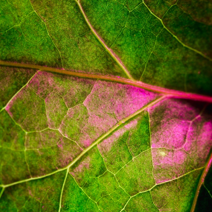 Foto gratuito macro de una hoja verde