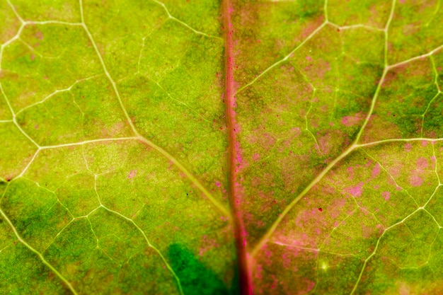 Macro de una hoja verde