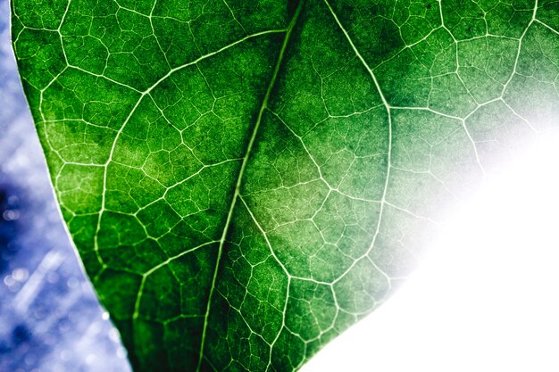 Macro de una hoja verde