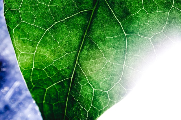 Macro de una hoja verde