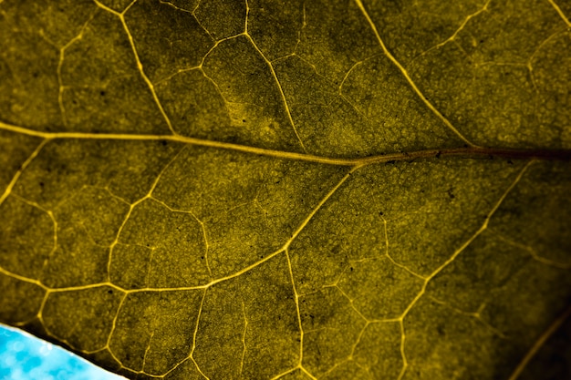 Macro de una hoja verde