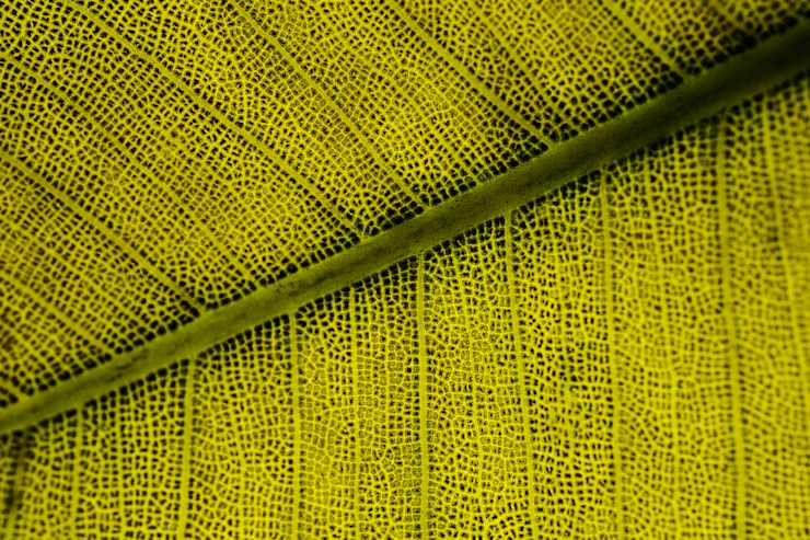 Foto gratuito macro de una hoja verde