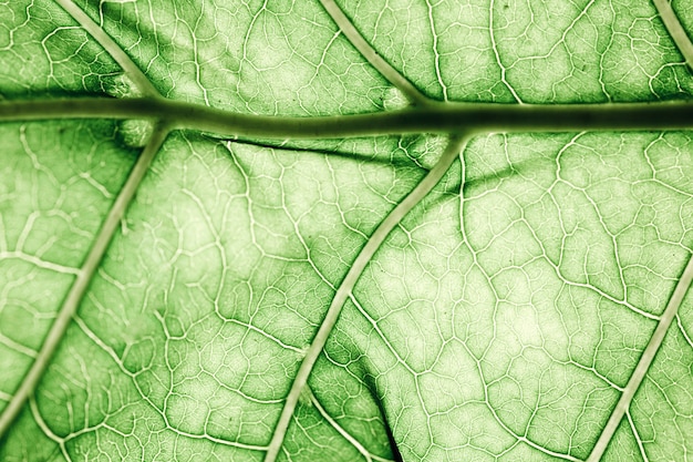 Macro de una hoja verde