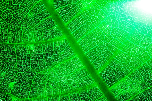 Macro de una hoja verde