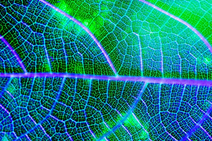 Foto gratuito macro de una hoja verde