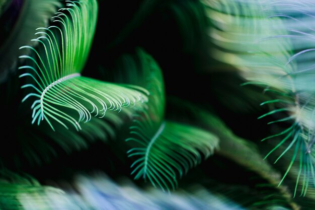 Macro de hojas verde tropical
