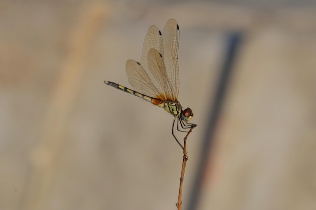 Macro de una libélula en un palito