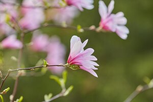 Foto gratuita macro de magnolia púrpura