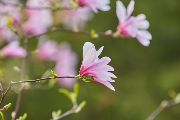 Macro de magnolia púrpura