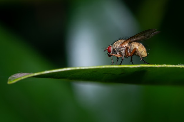Macro de una mosca sobre una hoja verde