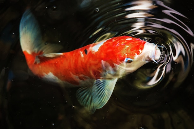 Foto gratuita macro de peces koi