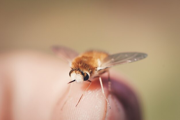 Macro de una pequeña mosca