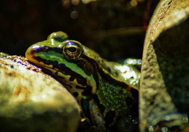 Macro primer plano de una rana verde con rayas